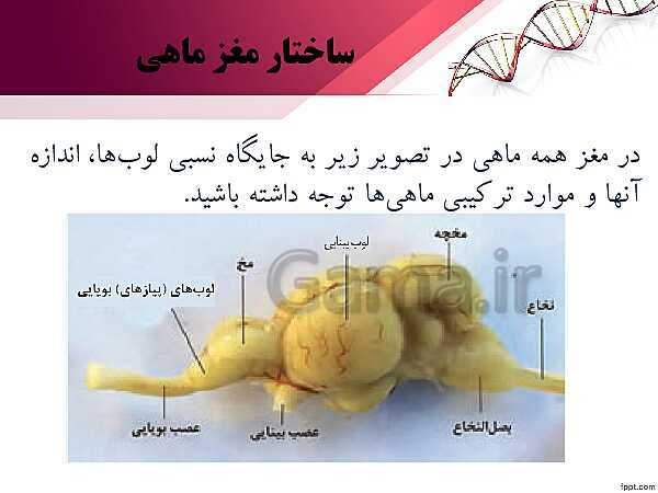 پاورپوینت تدریس زیست شناسی (2) یازدهم تجربی | فصل 2: حواس (گفتار 3: گیرنده های حسی جانوران)- پیش نمایش