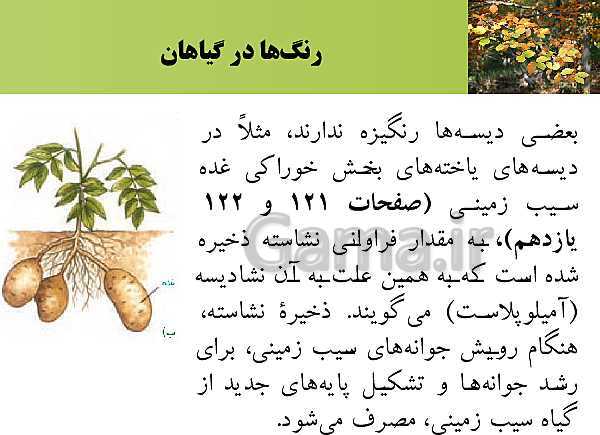 پاورپوینت فصل 6 زیست شناسی (1) دهم تجربی | گفتار 1: ویژگی‌های یاختۀ گیاهی- پیش نمایش