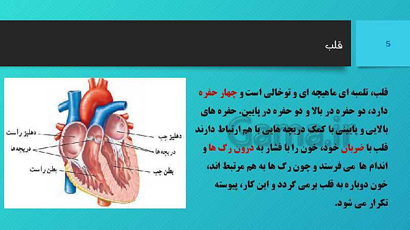 پاورپوینت کنفرانس علوم تجربی هفتم | فصل 14: گردش مواد- پیش نمایش