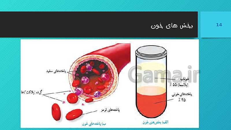 پاورپوینت کنفرانس علوم تجربی هفتم | فصل 14: گردش مواد- پیش نمایش