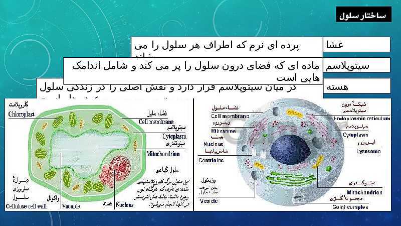 پاورپوینت فصل 11 علوم تجربی هفتم تیزهوشان | یاخته و سازمان بندی آن- پیش نمایش