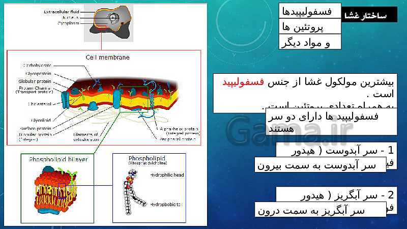 پاورپوینت فصل 11 علوم تجربی هفتم تیزهوشان | یاخته و سازمان بندی آن- پیش نمایش