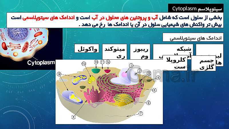 پاورپوینت فصل 11 علوم تجربی هفتم تیزهوشان | یاخته و سازمان بندی آن- پیش نمایش