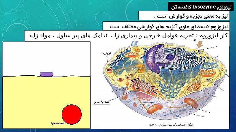 پاورپوینت فصل 11 علوم تجربی هفتم تیزهوشان | یاخته و سازمان بندی آن- پیش نمایش