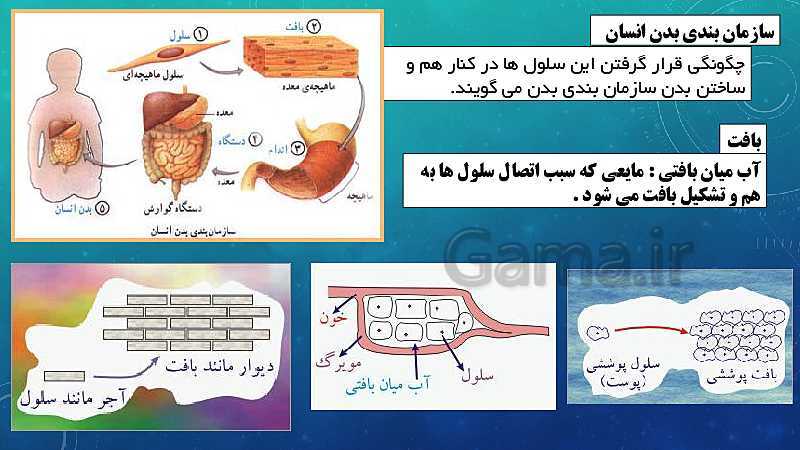 پاورپوینت فصل 11 علوم تجربی هفتم تیزهوشان | یاخته و سازمان بندی آن- پیش نمایش