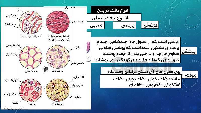 پاورپوینت فصل 11 علوم تجربی هفتم تیزهوشان | یاخته و سازمان بندی آن- پیش نمایش