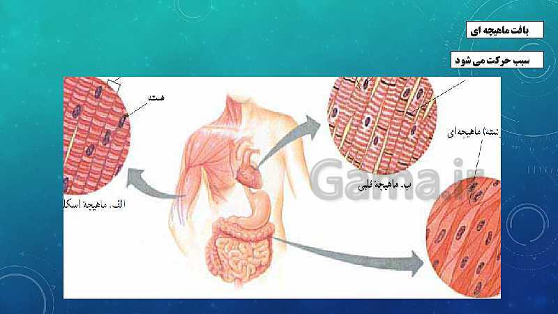 پاورپوینت فصل 11 علوم تجربی هفتم تیزهوشان | یاخته و سازمان بندی آن- پیش نمایش