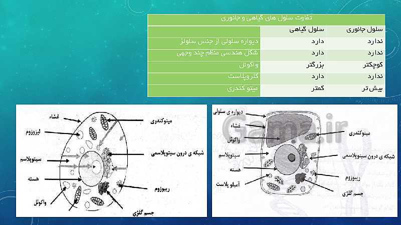 پاورپوینت فصل 11 علوم تجربی هفتم تیزهوشان | یاخته و سازمان بندی آن- پیش نمایش