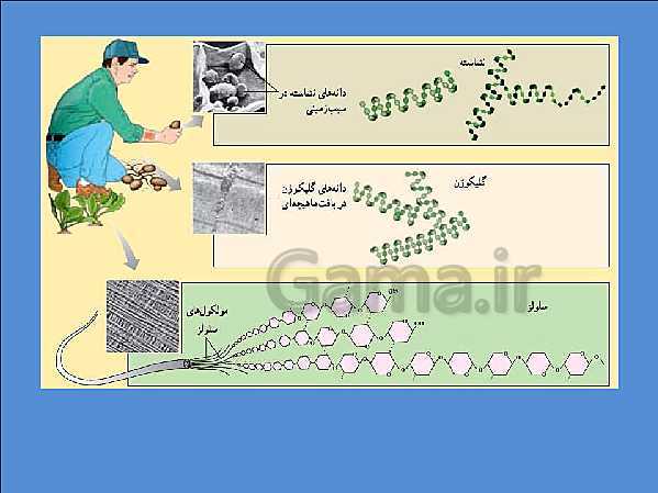 پاورپوینت تدریس علوم تجربی هفتم | فصل 12: سفره سلامت- پیش نمایش