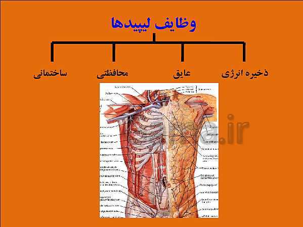 پاورپوینت تدریس علوم تجربی هفتم | فصل 12: سفره سلامت- پیش نمایش