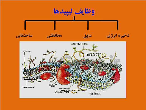 پاورپوینت تدریس علوم تجربی هفتم | فصل 12: سفره سلامت- پیش نمایش