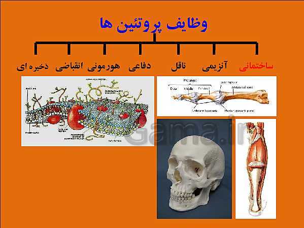 پاورپوینت تدریس علوم تجربی هفتم | فصل 12: سفره سلامت- پیش نمایش