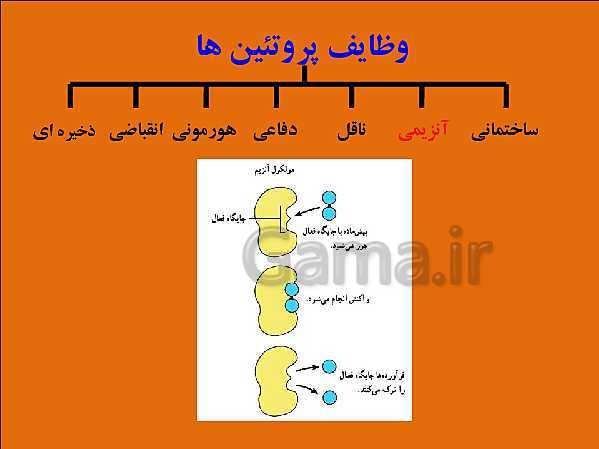 پاورپوینت تدریس علوم تجربی هفتم | فصل 12: سفره سلامت- پیش نمایش