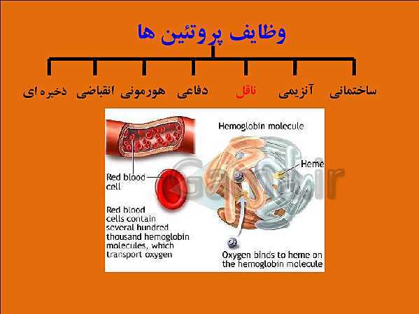 پاورپوینت تدریس علوم تجربی هفتم | فصل 12: سفره سلامت- پیش نمایش