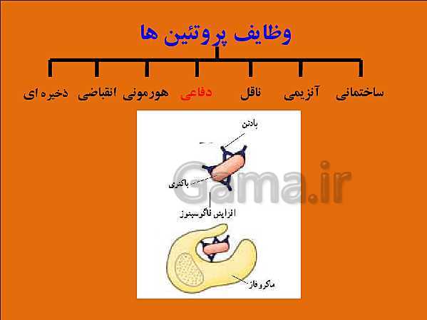 پاورپوینت تدریس علوم تجربی هفتم | فصل 12: سفره سلامت- پیش نمایش