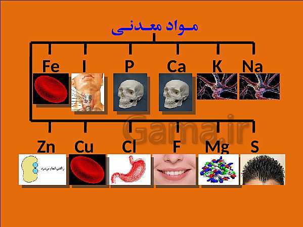 پاورپوینت تدریس علوم تجربی هفتم | فصل 12: سفره سلامت- پیش نمایش