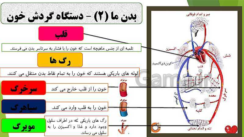 پاورپوینت آشنایی با دستگاه گردش خون و تاثیر آن در حیات انسان- پیش نمایش