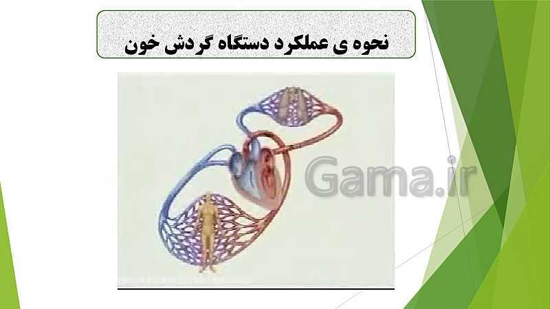 پاورپوینت آشنایی با دستگاه گردش خون و تاثیر آن در حیات انسان- پیش نمایش