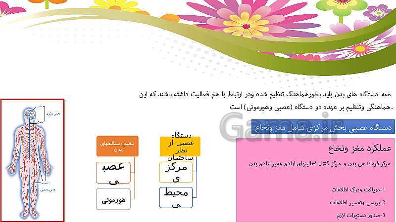 پاورپوینت علوم تجربی کلاس هشتم | فصل چهارم: تنظيم عصبي- پیش نمایش