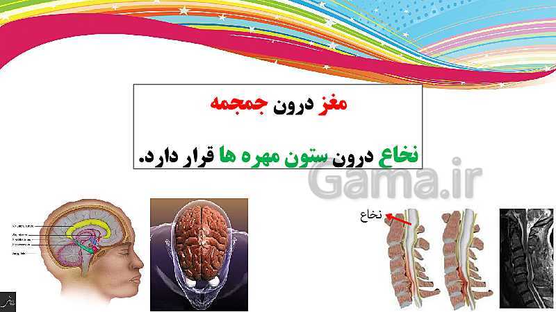 پاورپوینت علوم تجربی کلاس هشتم | فصل چهارم: تنظيم عصبي- پیش نمایش