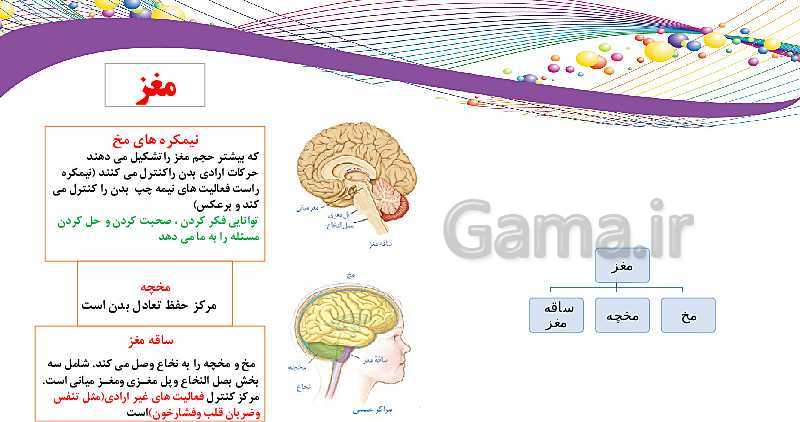 پاورپوینت علوم تجربی کلاس هشتم | فصل چهارم: تنظيم عصبي- پیش نمایش