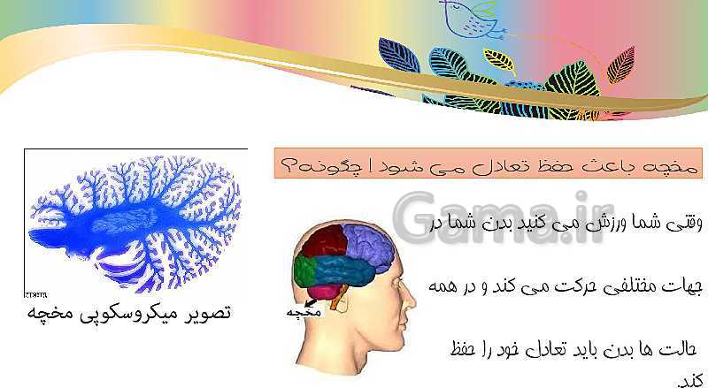 پاورپوینت علوم تجربی کلاس هشتم | فصل چهارم: تنظيم عصبي- پیش نمایش