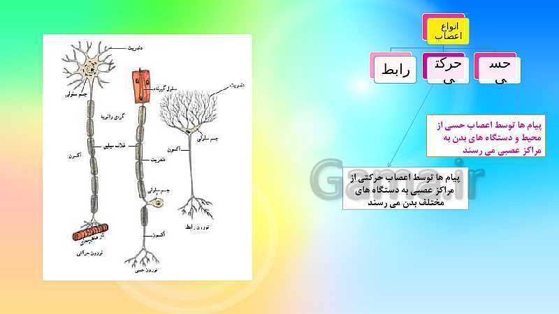 پاورپوینت علوم تجربی کلاس هشتم | فصل چهارم: تنظيم عصبي- پیش نمایش