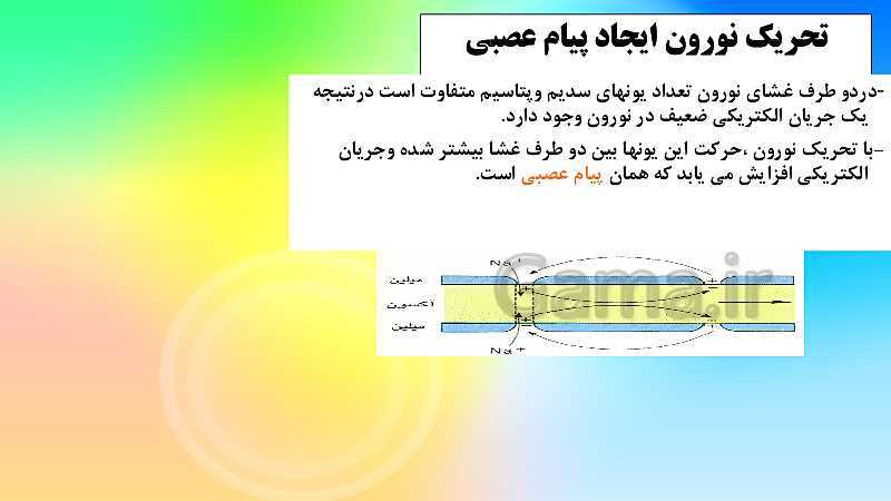 پاورپوینت علوم تجربی کلاس هشتم | فصل چهارم: تنظيم عصبي- پیش نمایش