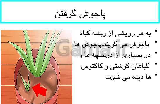 پاورپوینت کنفرانس تولید مثل جنسی و غیرجنسی در گیاهان- پیش نمایش