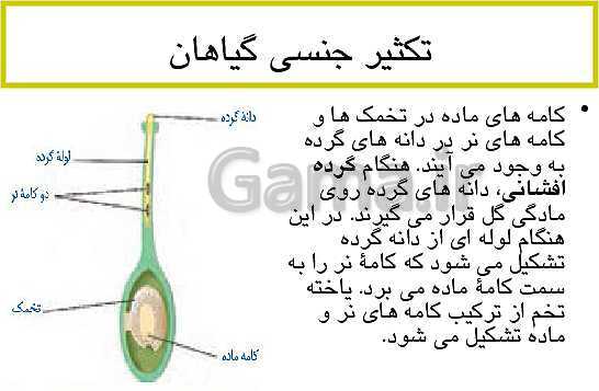 پاورپوینت کنفرانس تولید مثل جنسی و غیرجنسی در گیاهان- پیش نمایش