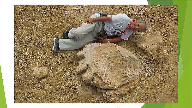 پاورپوینت فسیل ها و مراحل تشکیل آنها در سنگ های رسوبی- پیش نمایش